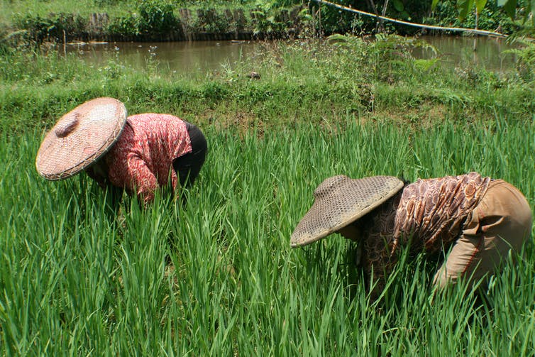 Country Farmer